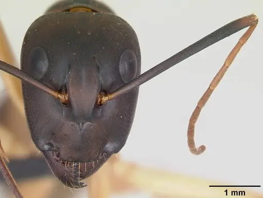 Camponotus maculatus - CASENT0055753
