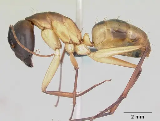 Camponotus maculatus - CASENT0055753