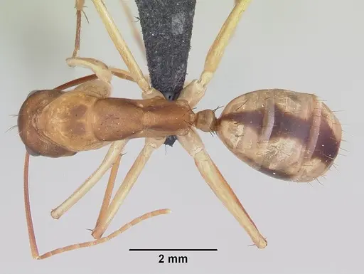 Camponotus maculatus - CASENT0063127