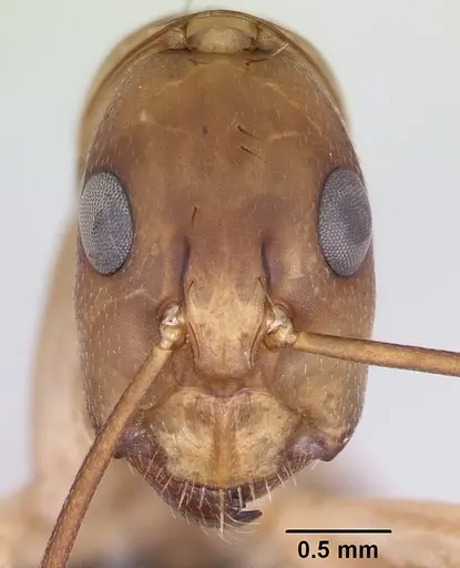 Camponotus maculatus - CASENT0063127