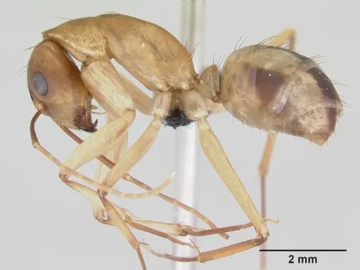 Camponotus maculatus - CASENT0063127
