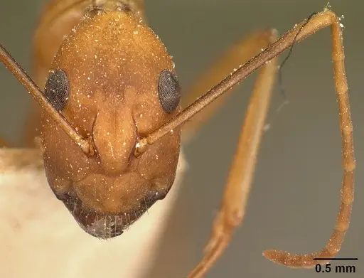 Camponotus maculatus - CASENT0101095