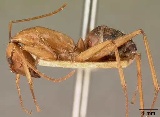 Camponotus maculatus - CASENT0101095