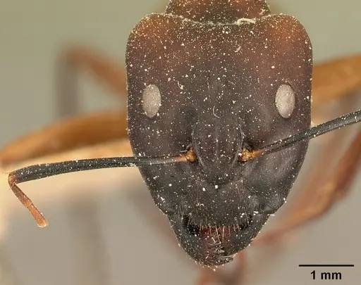 Camponotus maculatus - CASENT0101096