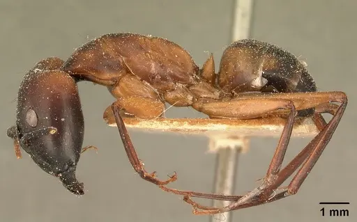 Camponotus maculatus - CASENT0101096