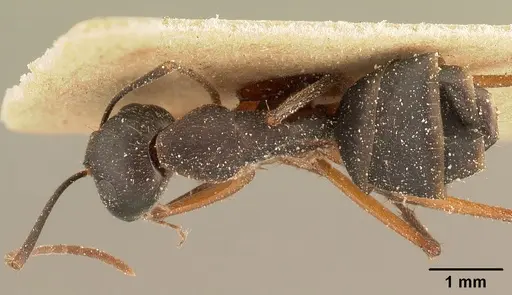 Camponotus maculatus - CASENT0101100