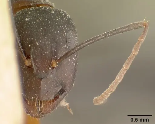 Camponotus maculatus - CASENT0101100