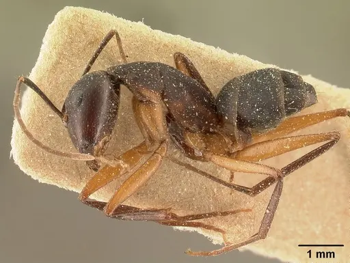 Camponotus maculatus - CASENT0101100