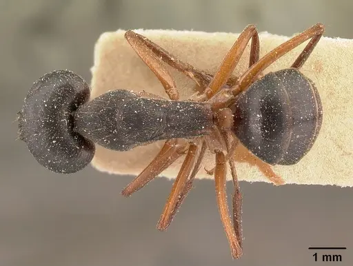 Camponotus maculatus - CASENT0101101