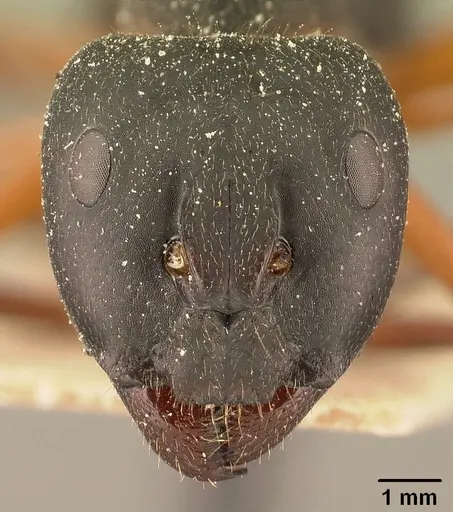 Camponotus maculatus - CASENT0101101