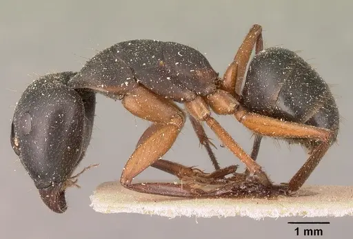 Camponotus maculatus - CASENT0101101
