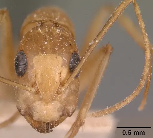 Camponotus maculatus - CASENT0101102