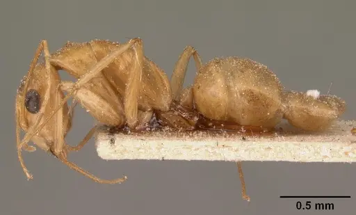 Camponotus maculatus - CASENT0101102