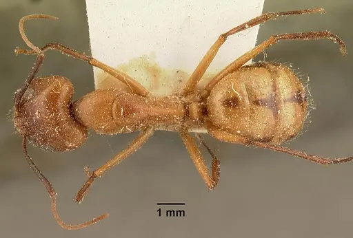 Camponotus maculatus - CASENT0101103