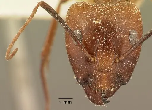 Camponotus maculatus - CASENT0101103