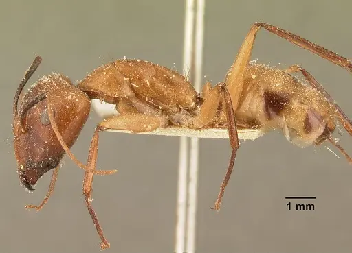 Camponotus maculatus - CASENT0101103