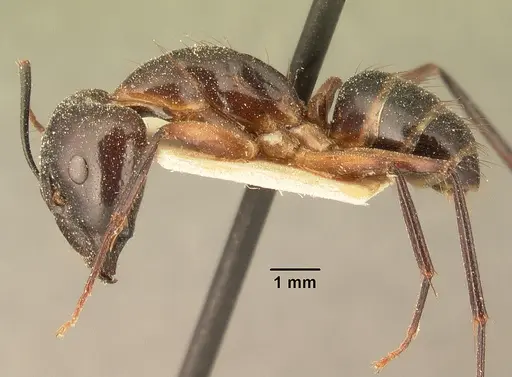 Camponotus maculatus - CASENT0101109