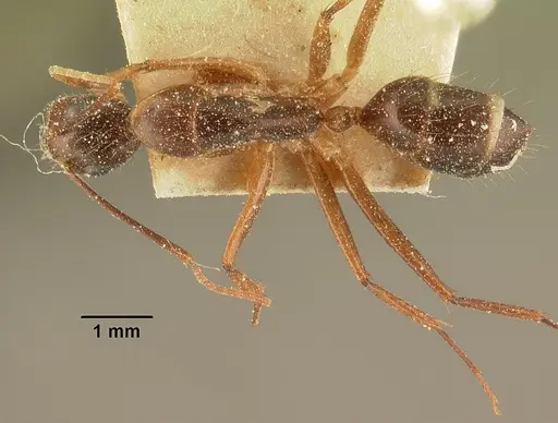 Camponotus maculatus - CASENT0101110