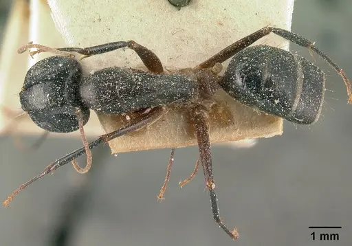 Camponotus maculatus - CASENT0101111