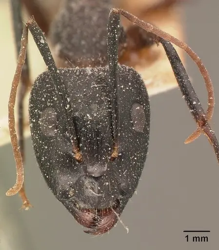 Camponotus maculatus - CASENT0101111