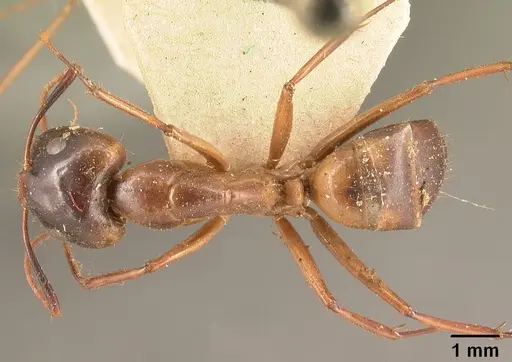 Camponotus maculatus - CASENT0101334