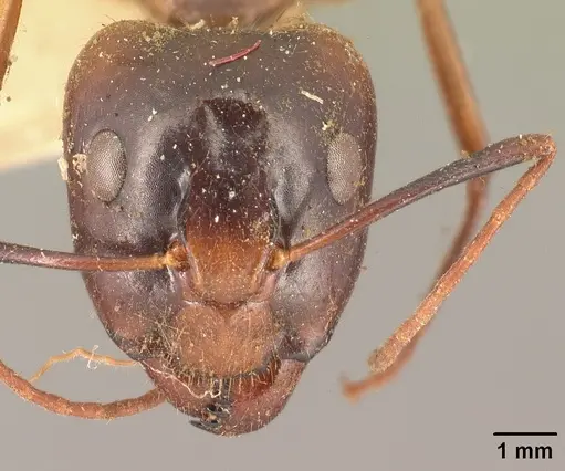 Camponotus maculatus - CASENT0101334