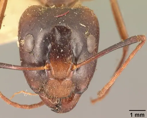 Camponotus maculatus - CASENT0101334