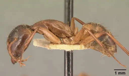 Camponotus maculatus - CASENT0101334