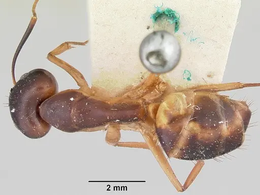 Camponotus maculatus - CASENT0101352