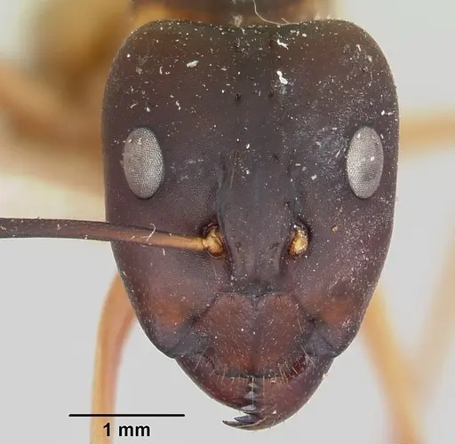 Camponotus maculatus - CASENT0101352