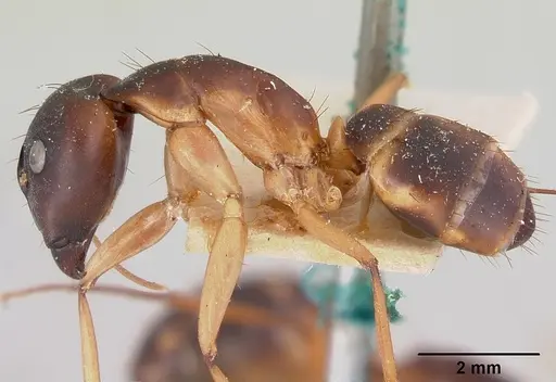 Camponotus maculatus - CASENT0101352
