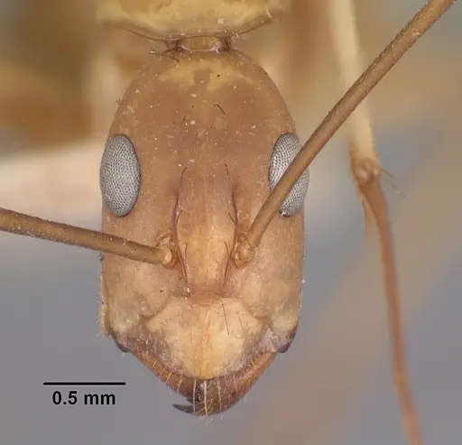 Camponotus maculatus - CASENT0101353