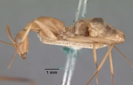 Camponotus maculatus - CASENT0101353