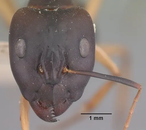 Camponotus maculatus - CASENT0101354