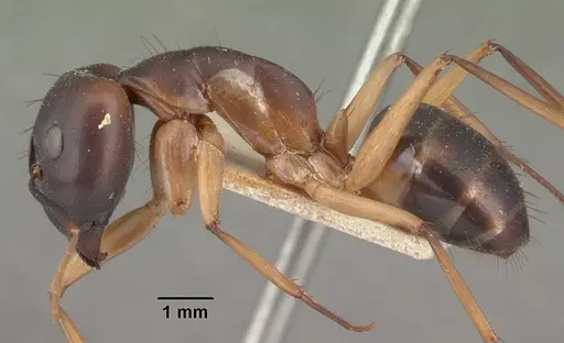 Camponotus maculatus - CASENT0101354