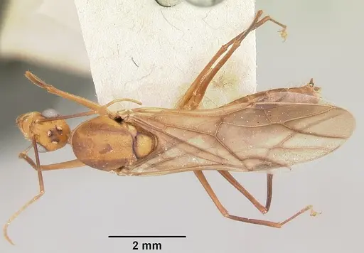 Camponotus maculatus - CASENT0101355