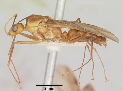 Camponotus maculatus - CASENT0101355