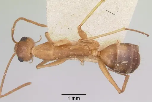 Camponotus maculatus - CASENT0101356