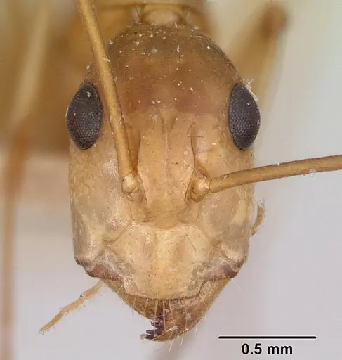 Camponotus maculatus - CASENT0101356