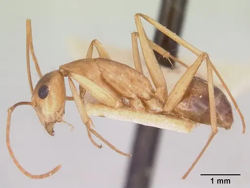 Camponotus maculatus - CASENT0101356