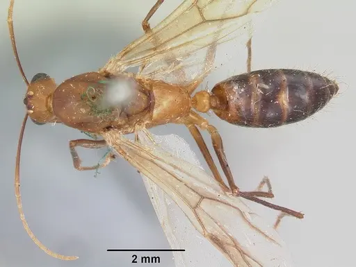 Camponotus maculatus - CASENT0101361