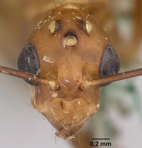 Camponotus maculatus - CASENT0101361