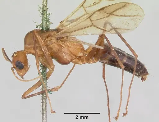 Camponotus maculatus - CASENT0101361