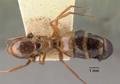 Camponotus maculatus - CASENT0101412