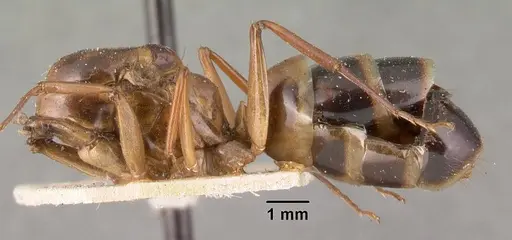 Camponotus maculatus - CASENT0101412