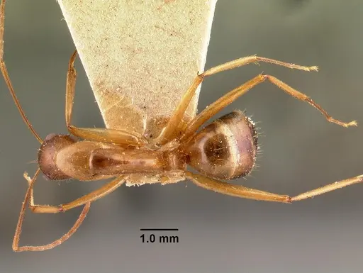 Camponotus maculatus - CASENT0101421