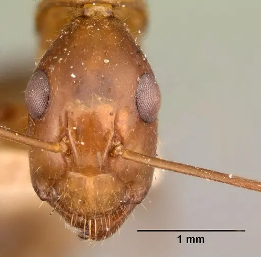 Camponotus maculatus - CASENT0101421