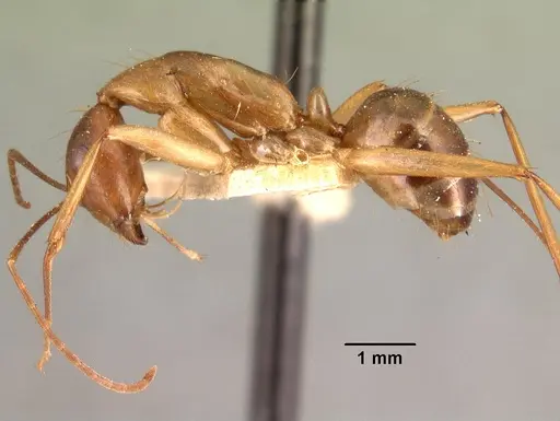 Camponotus maculatus - CASENT0101421