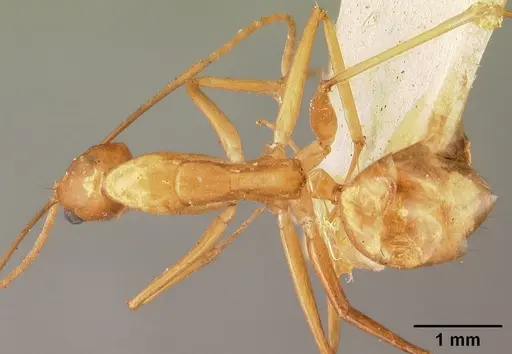 Camponotus maculatus - CASENT0101426