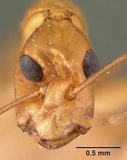 Camponotus maculatus - CASENT0101426
